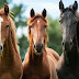 Know about Top 15 most expensive horse breeds in the world.